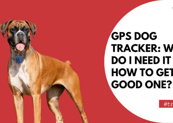 GPS Dog Tracker: Why Do I Need It and How to Get a Good One?