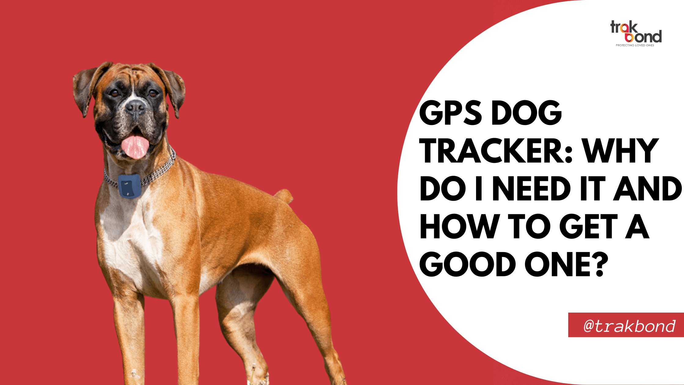 GPS Dog Tracker: Why Do I Need It and How to Get a Good One?