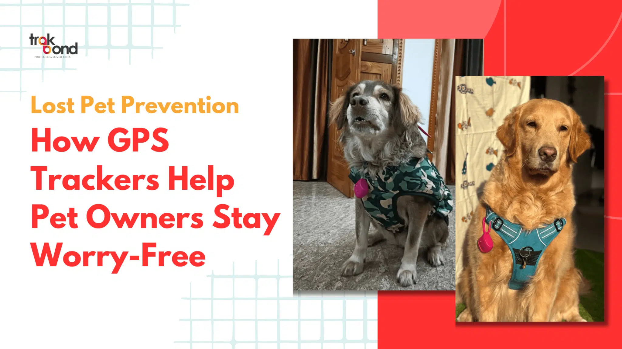 Lost Pet Prevention: How GPS Pet Trackers Help Pet Owners Stay Worry-Free