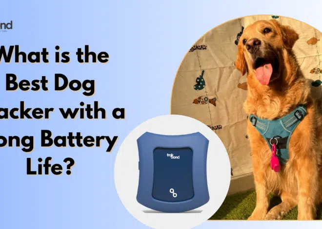 What is the Best Dog Tracker with a Long Battery Life?
