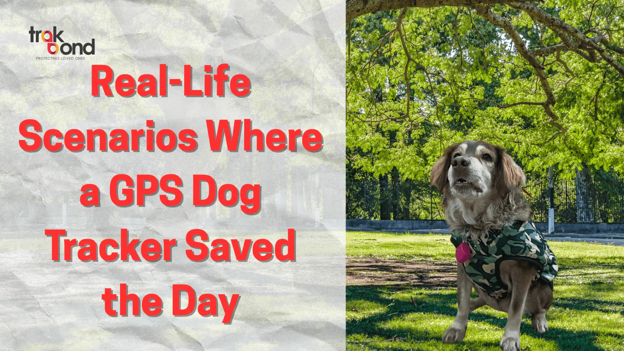 Real-Life Scenarios Where a GPS Dog Tracker Saved the Day