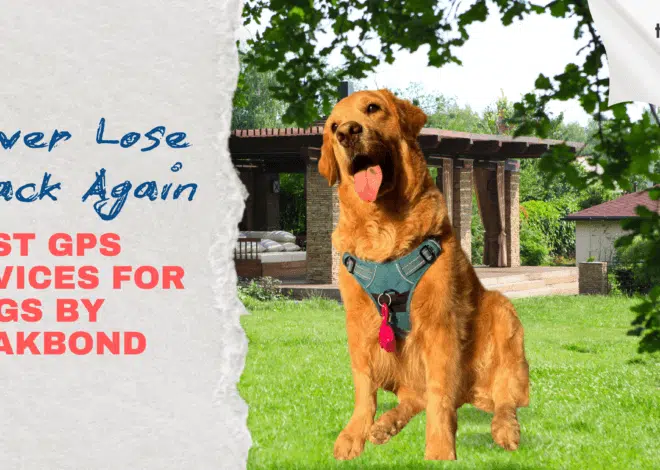 Never Lose Track Again: Best GPS Devices for Dogs by Trakbond