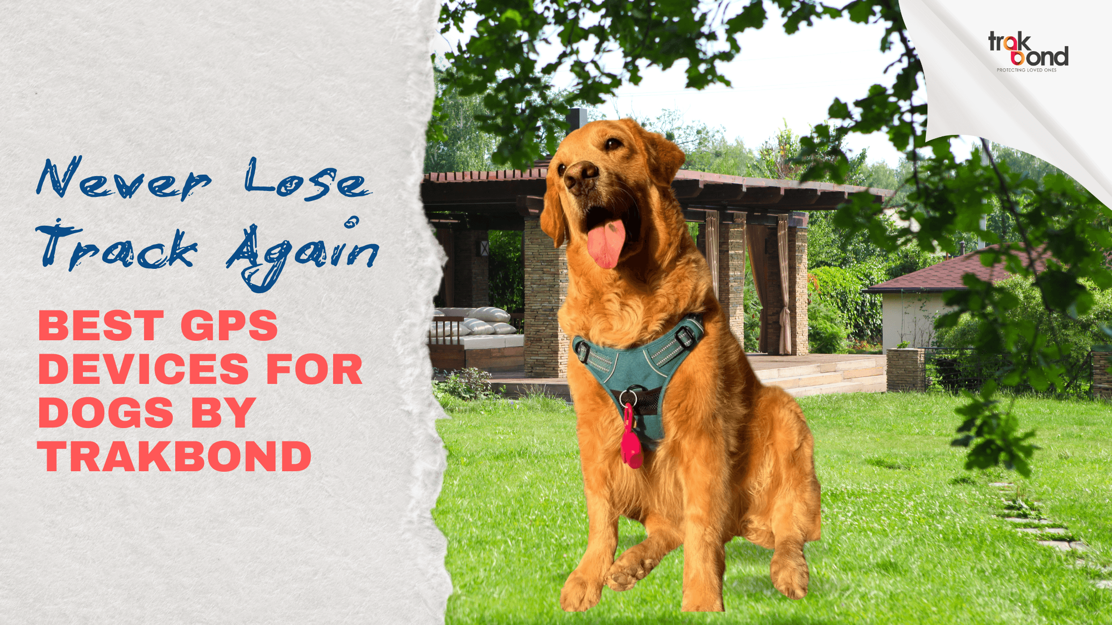 Never Lose Track Again: Best GPS Devices for Dogs by Trakbond