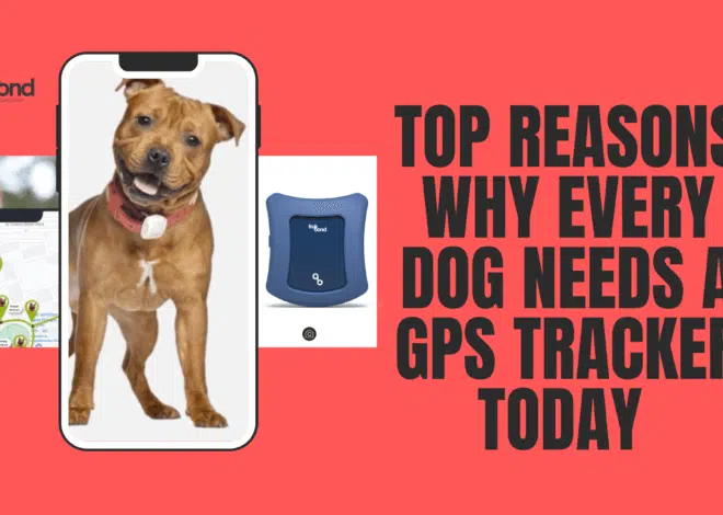 Top Reasons Why Every Dog Needs a GPS Tracker Today – Powered by Trakbond