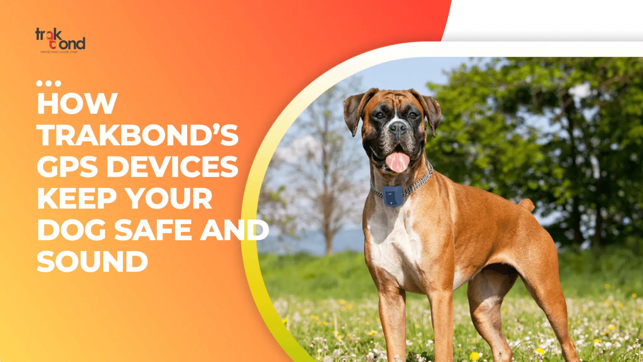 How Trakbond’s GPS Devices Keep Your Dog Safe and Sound